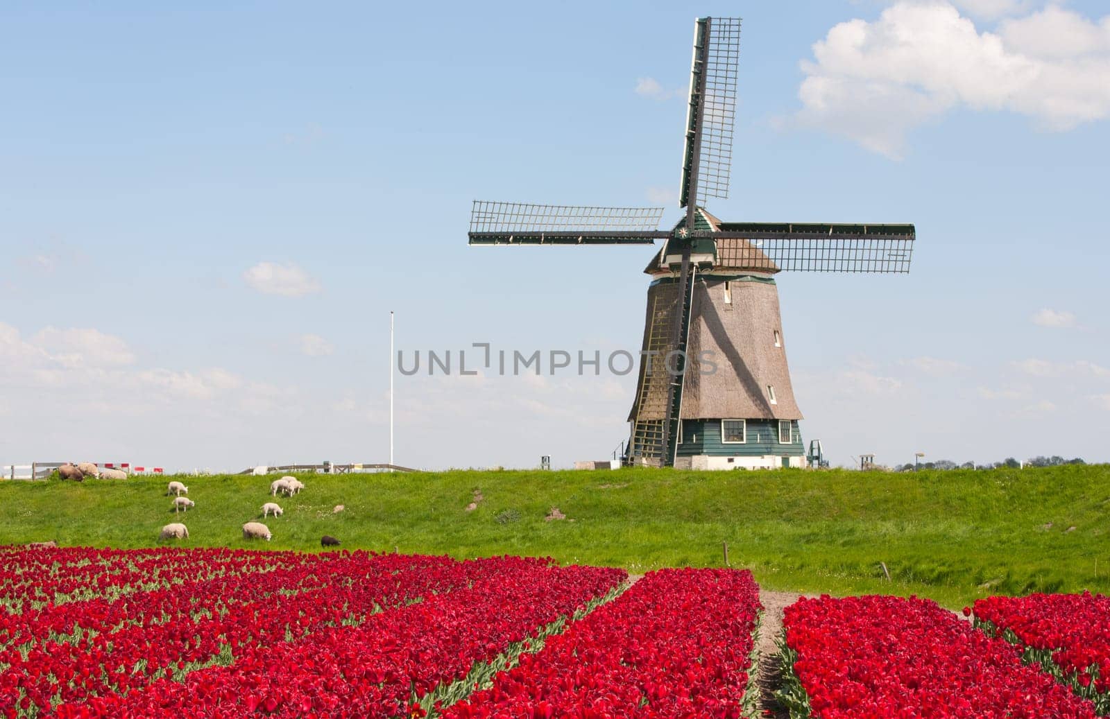 Windmill with red tulip field in the Netherlands