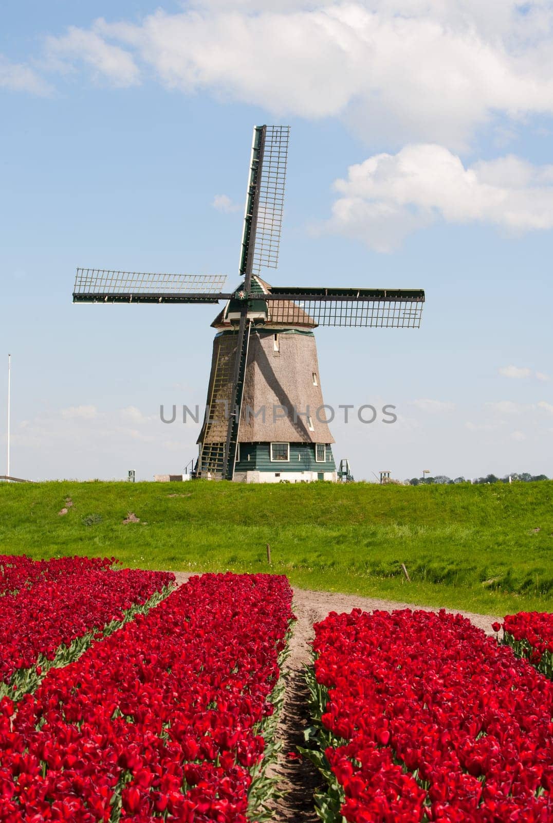 Windmill with red tulip field in the Netherlands