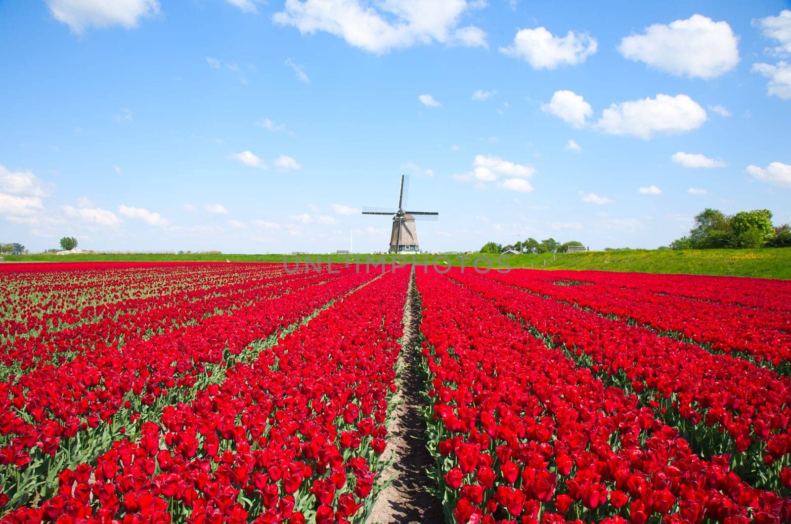 Windmill with red tulip field in the Netherlands