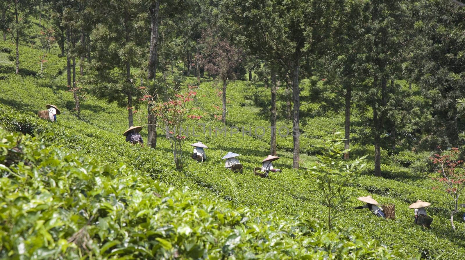 Tea pickers on a tea plantation in Puncak, Java, Indonesia