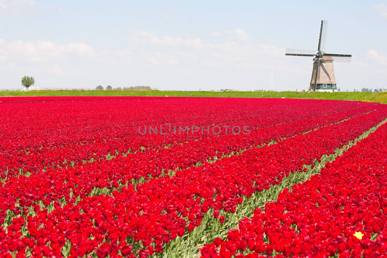 Windmill with red tulip field in the Netherlands