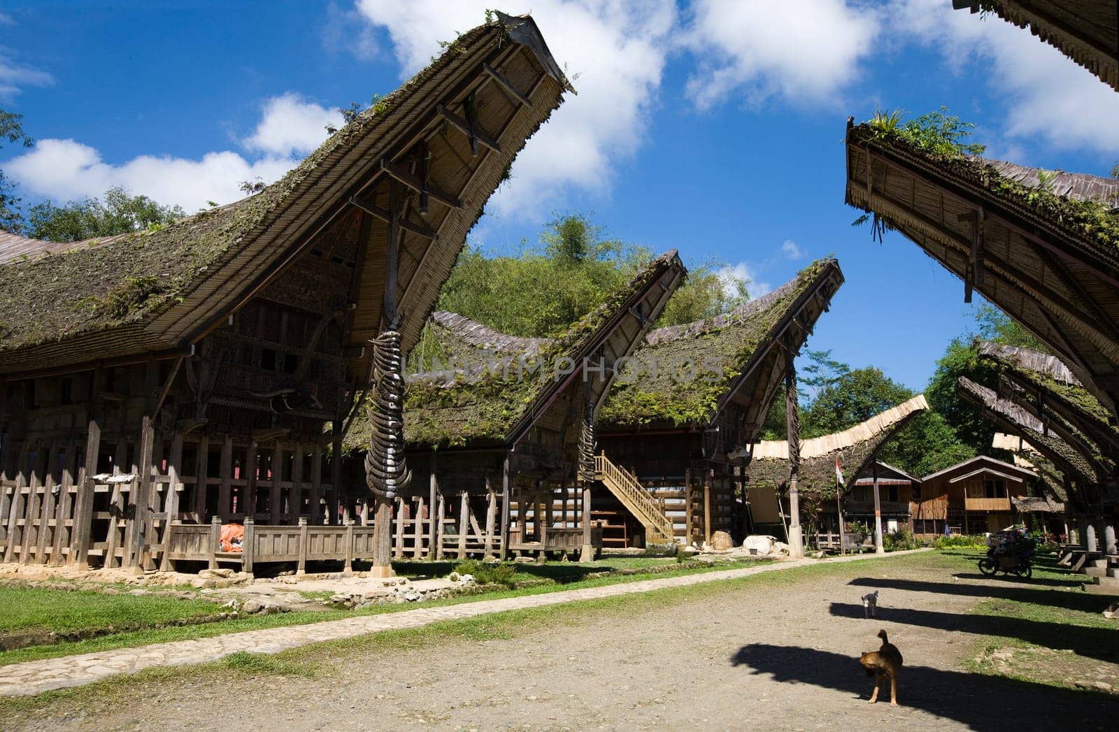 Toraja village with traditional houses in a row, Toraja, Sulawesi, Indonesia