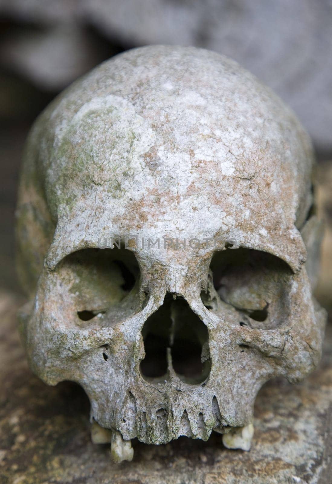 Human skull in the Tana Toraja area in Sulawesi