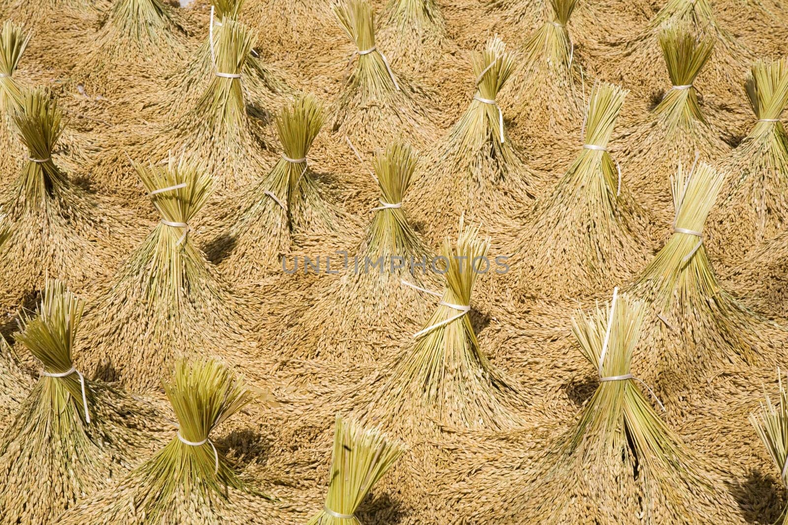 Toraja rice harvest drying in the sun