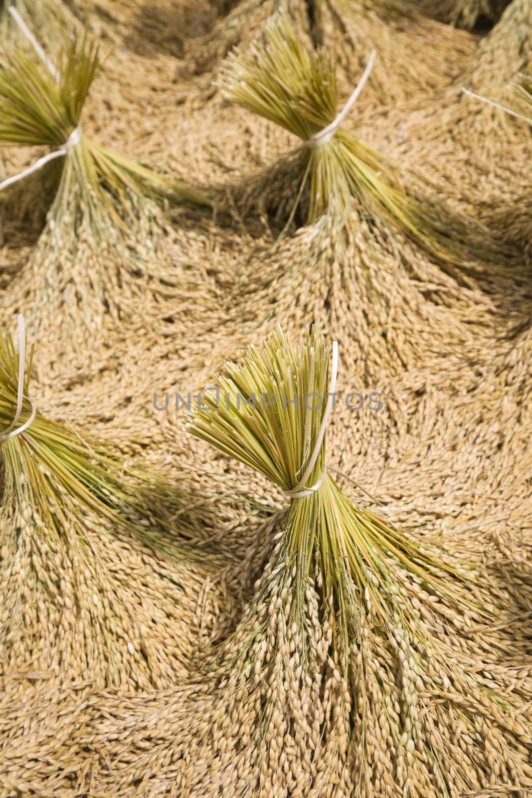 Toraja rice harvest drying in the sun