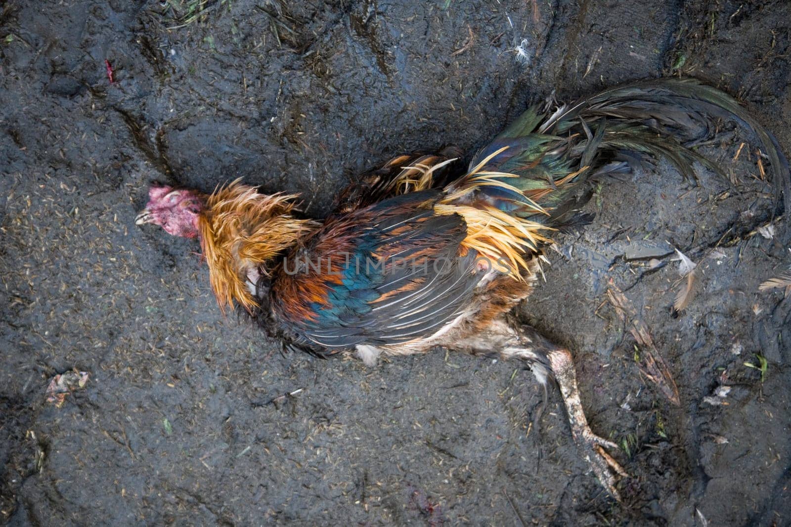 Dead cock after a cock fight in Sulawesi, Indonesia