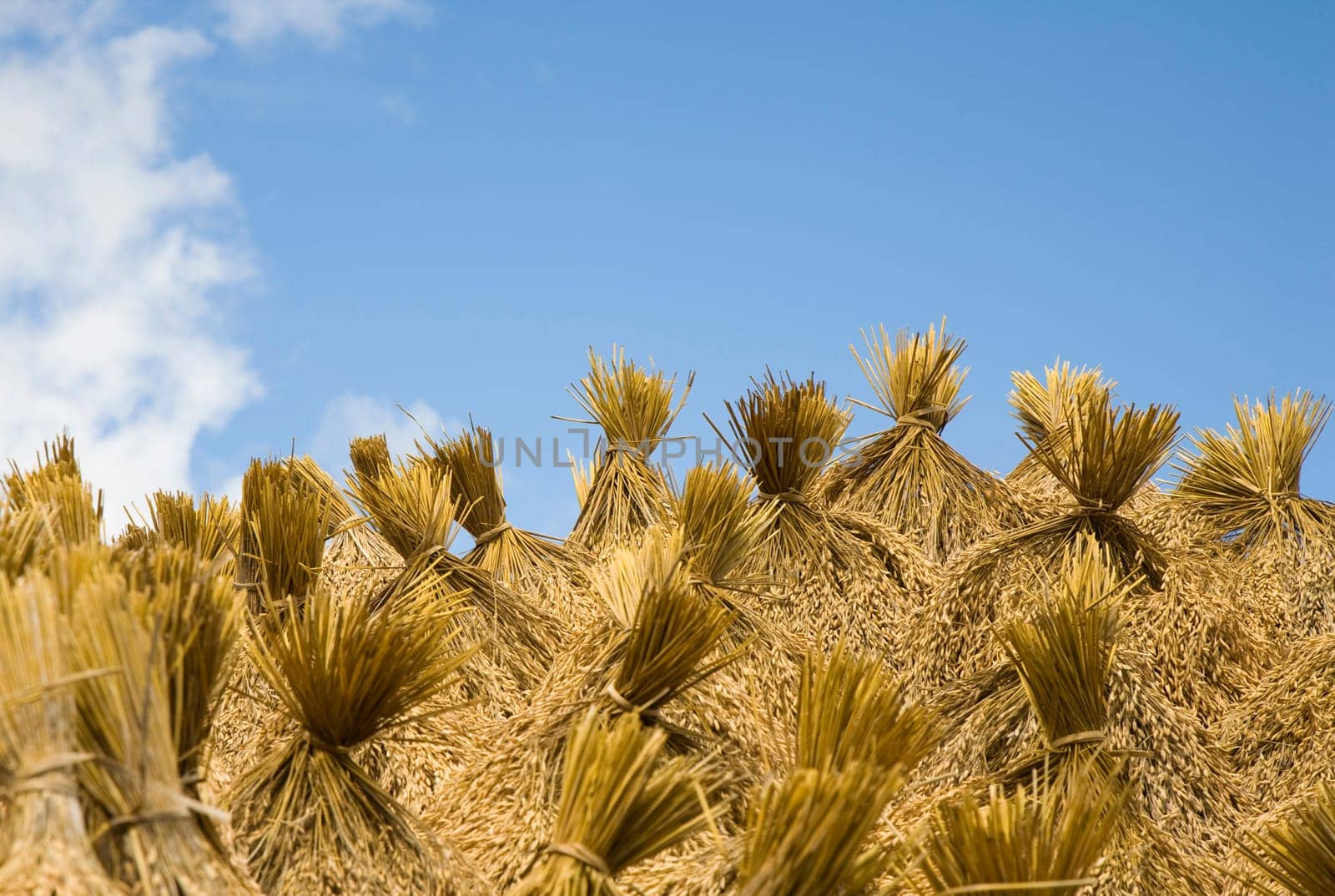 Toraja rice harvest drying in the sun