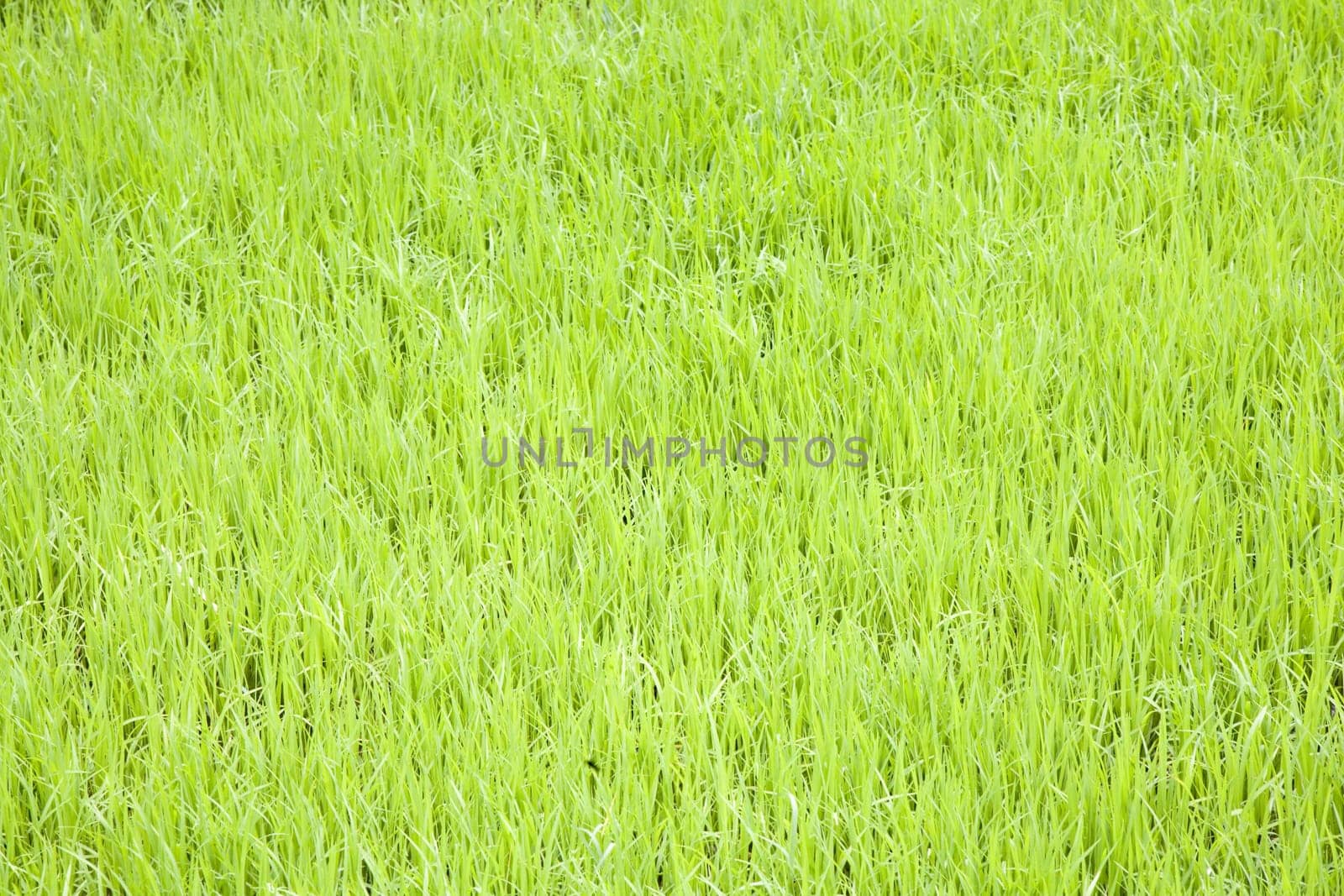 Young rice plants growing in the Toraja area in Sulawesi