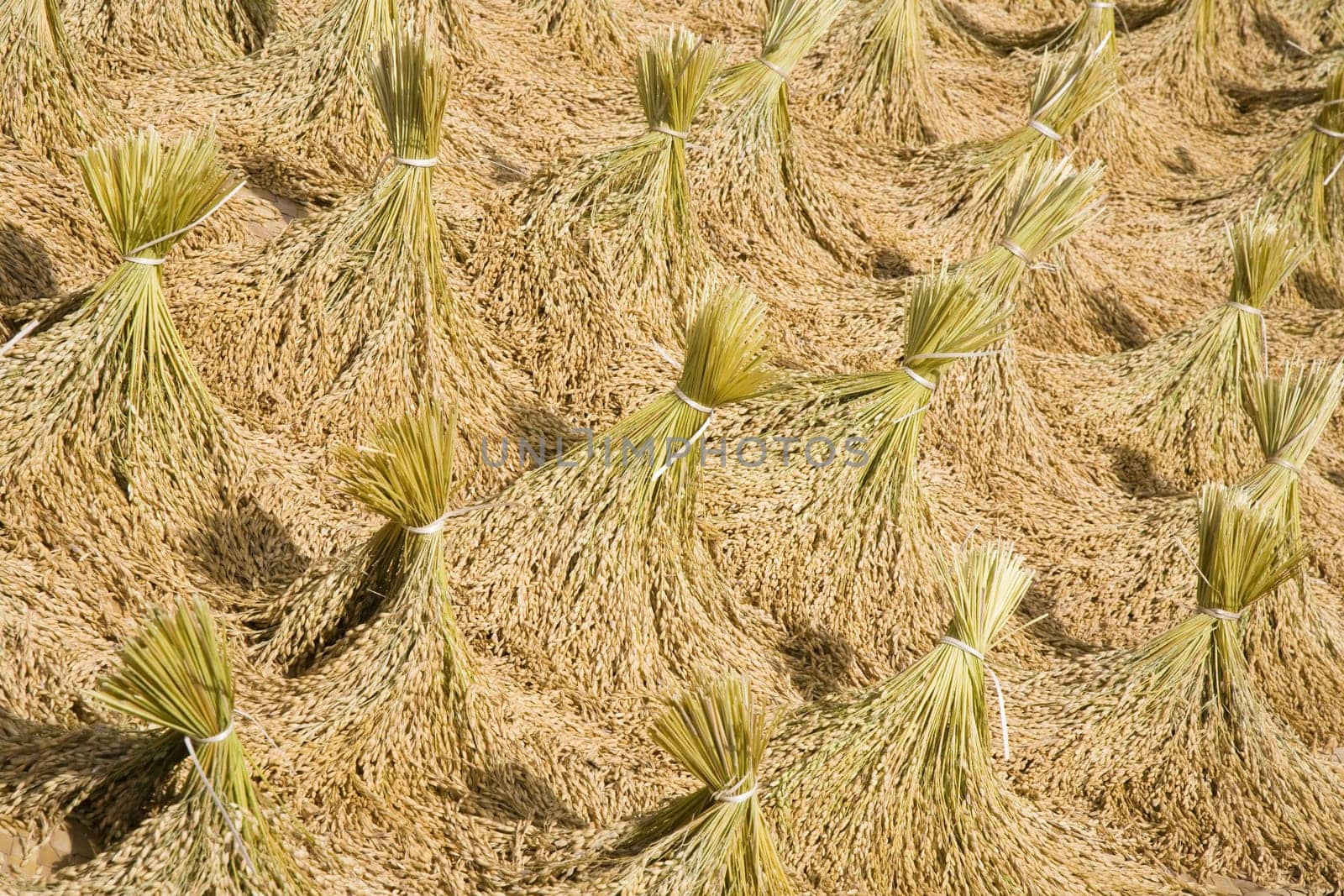 Toraja rice harvest drying in the sun