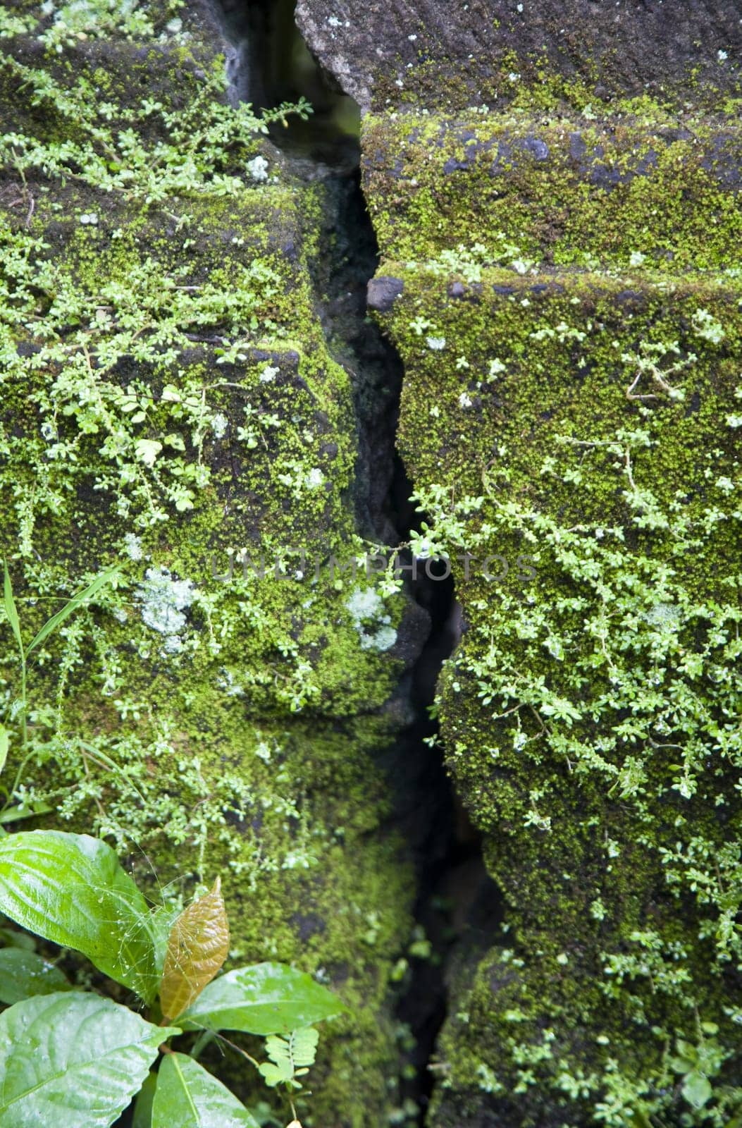 Green moss on a cracked wall