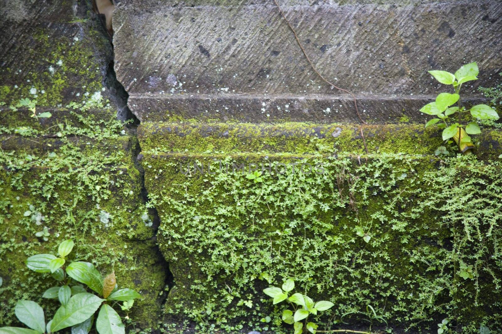 Green moss on a cracked wall