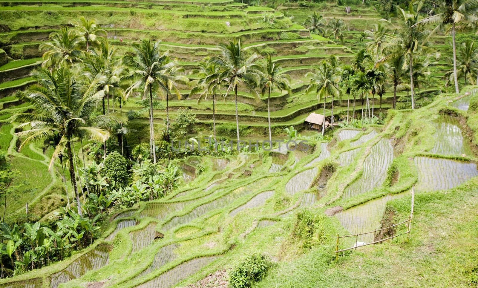 Rice paddies near Ubud in Bali, Indonesia