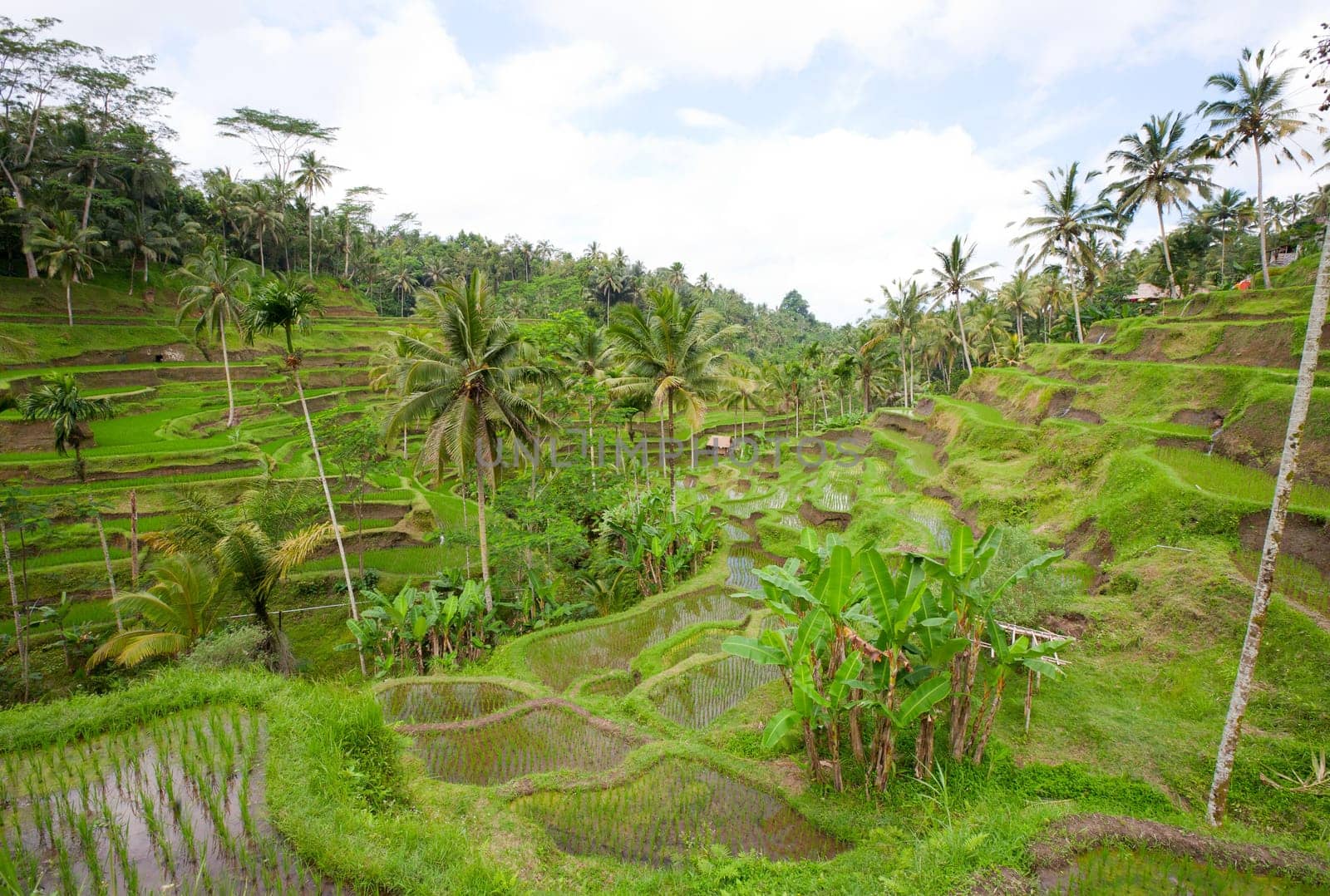 Rice paddies near Ubud in Bali, Indonesia