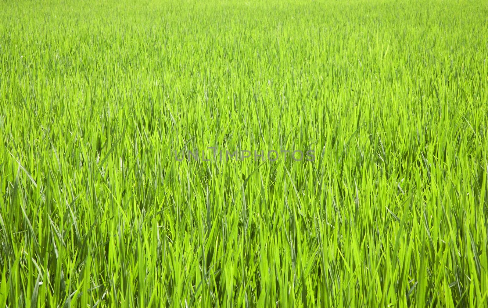 Rice field near Ubud in Bali, Indonesia
