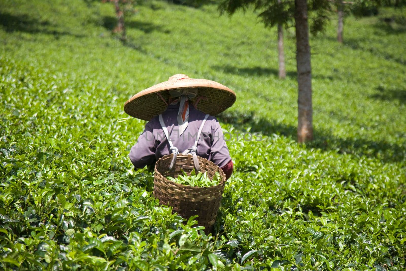 Tea picker on a tea plantation in Puncak, Java, Indonesia