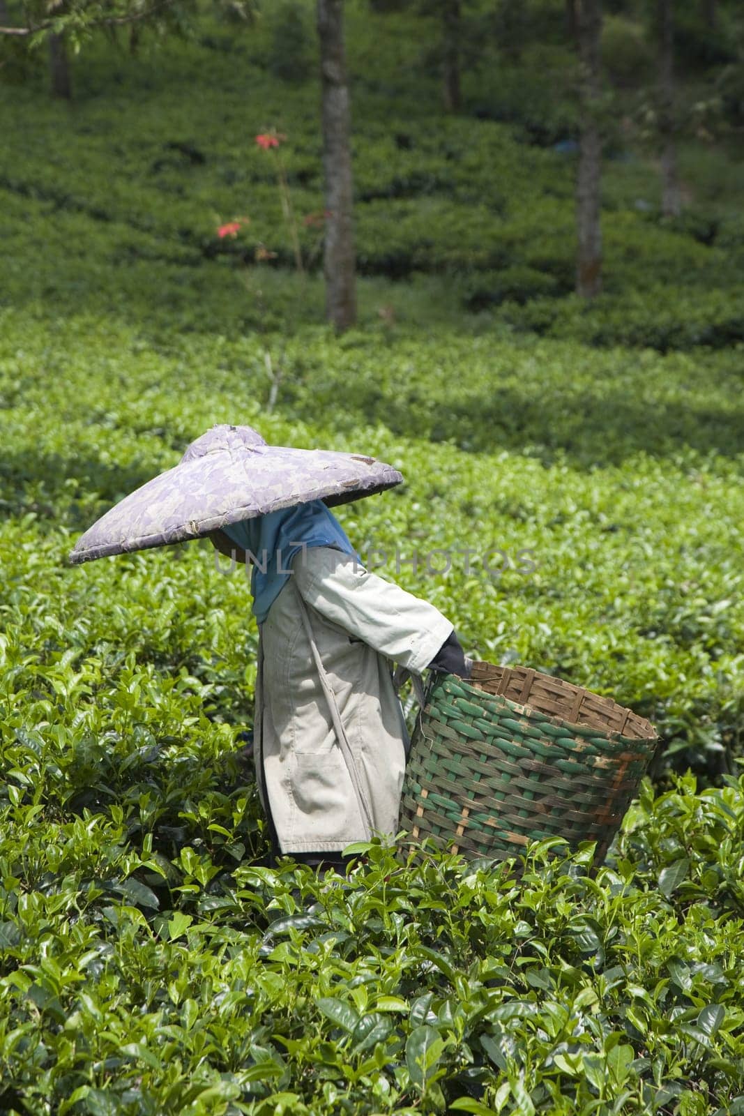 Tea picker on a tea plantation in Puncak, Java, Indonesia