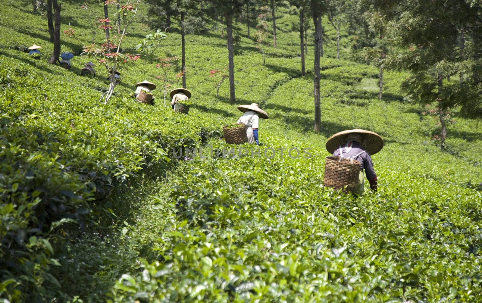 Tea pickers on a tea plantation in Puncak, Java, Indonesia