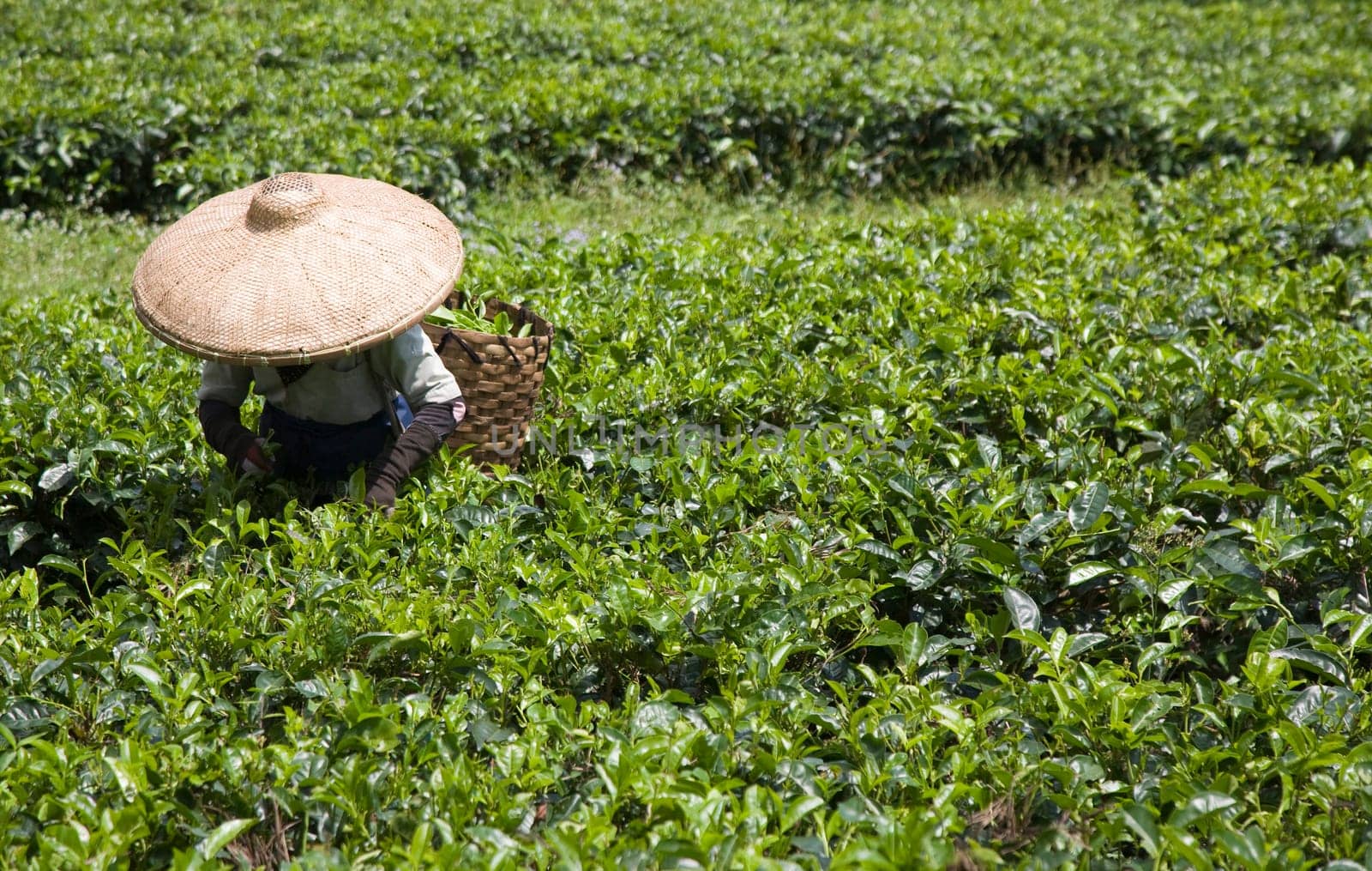 Tea picker on a tea plantation in Puncak, Java, Indonesia