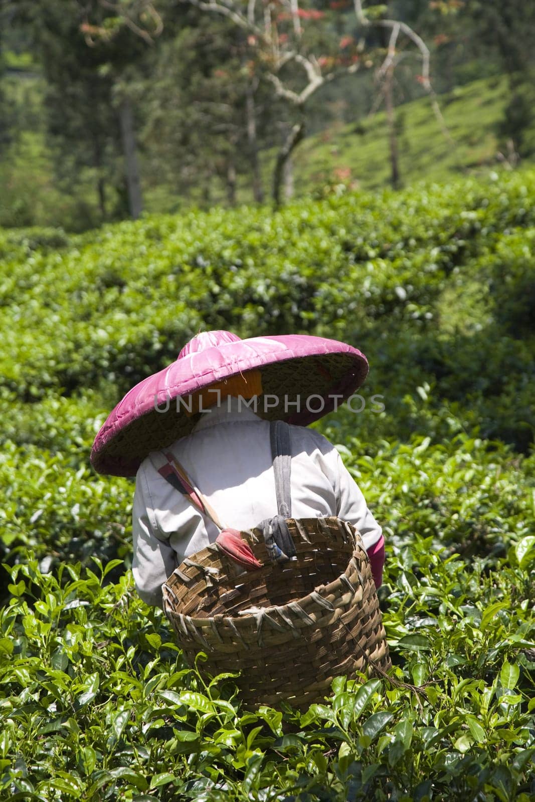 Tea picker on a tea plantation in Puncak, Java, Indonesia