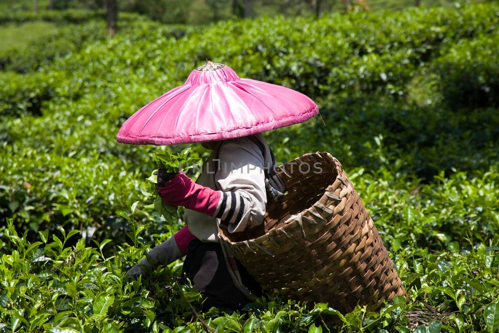 Tea picker on a tea plantation in Puncak, Java, Indonesia