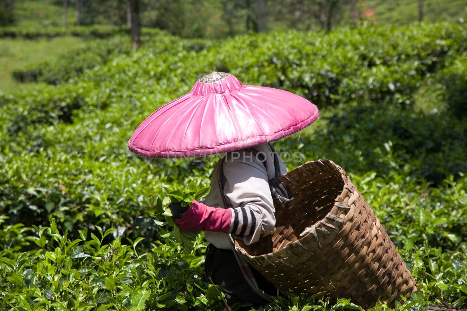 Tea picker on a tea plantation in Puncak, Java, Indonesia