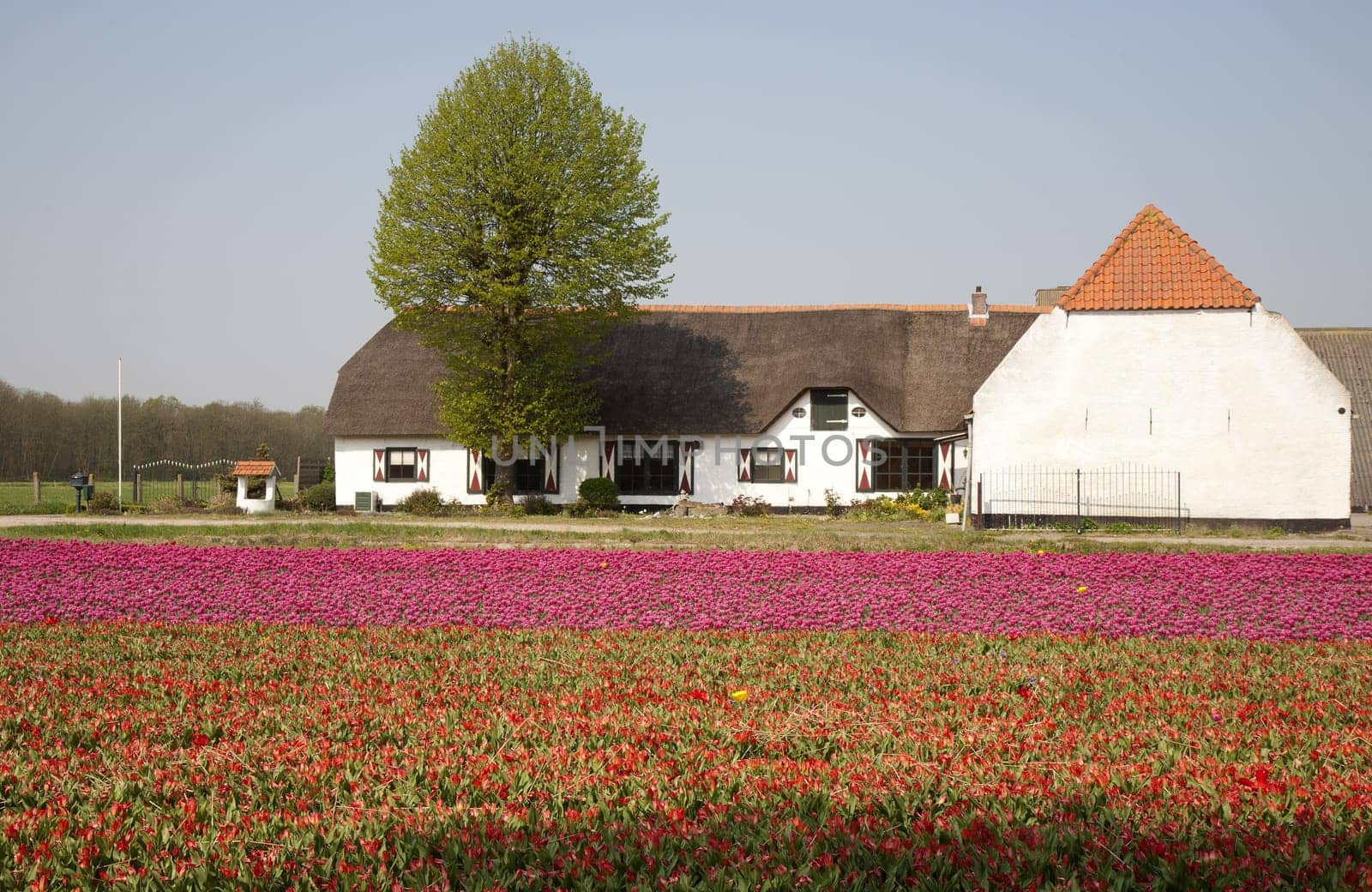 White farm in a tulip field in the Netherlands