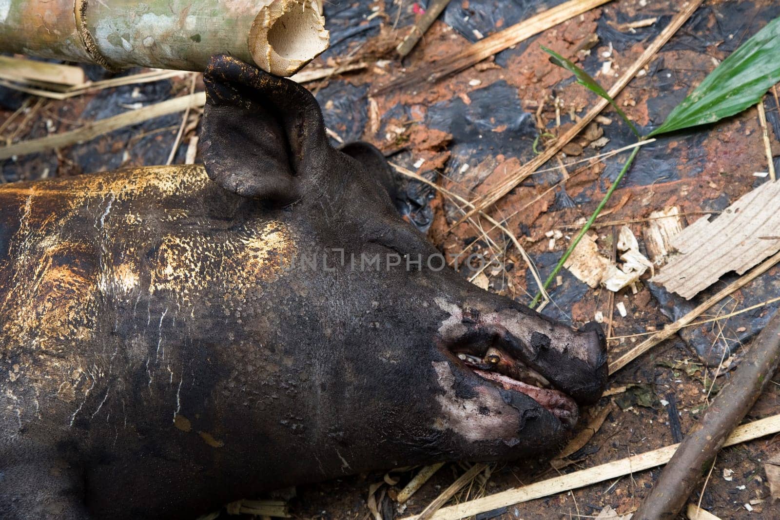 Roasting a pig during a death fest in the Toraja society, Tana Toraja, Sulawesi, Indonesia