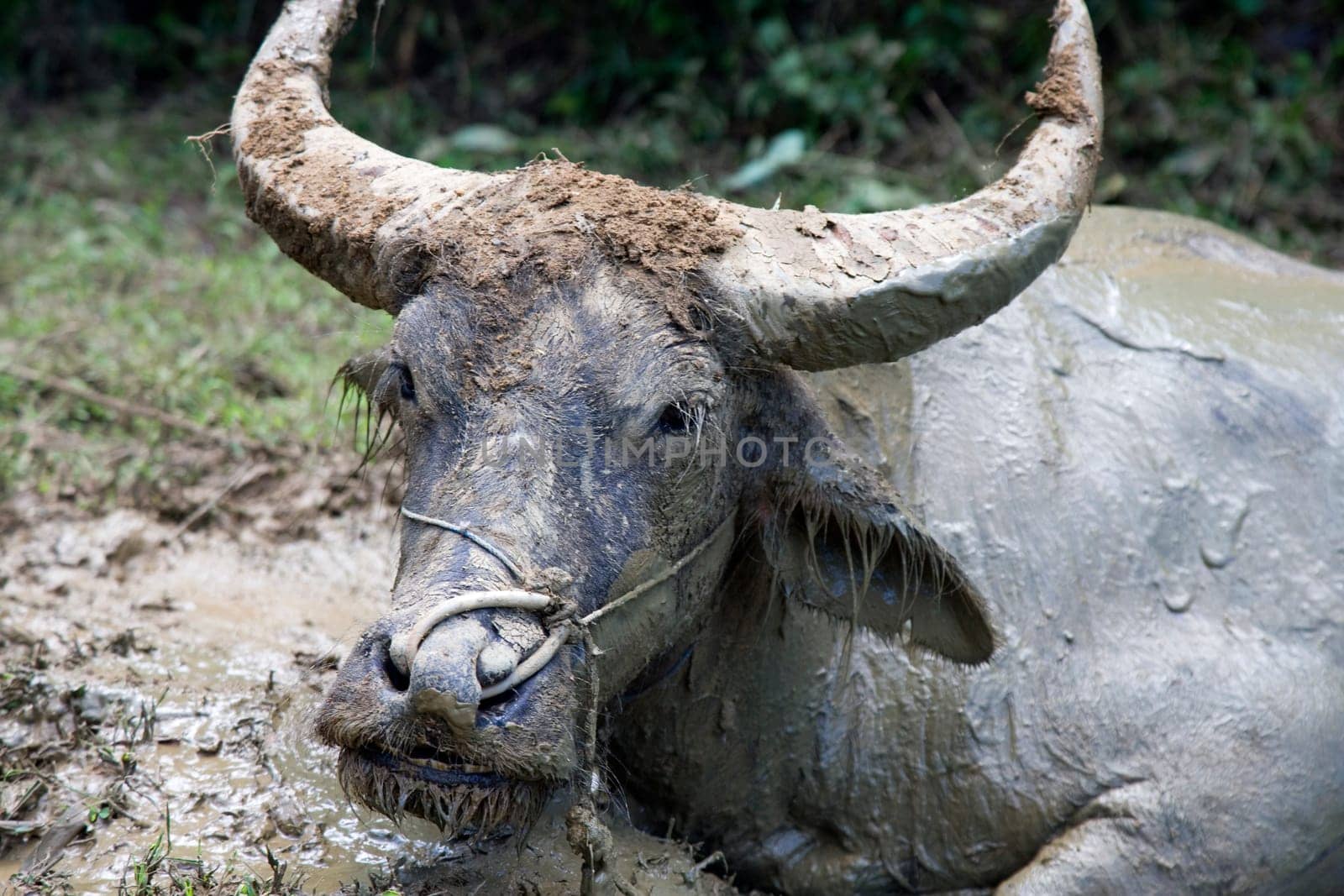 Water buffalo in the mud