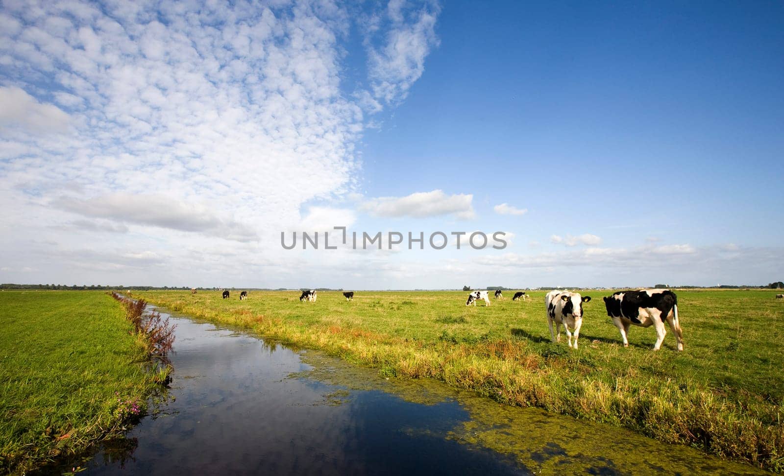 Dutch cows in the meadow