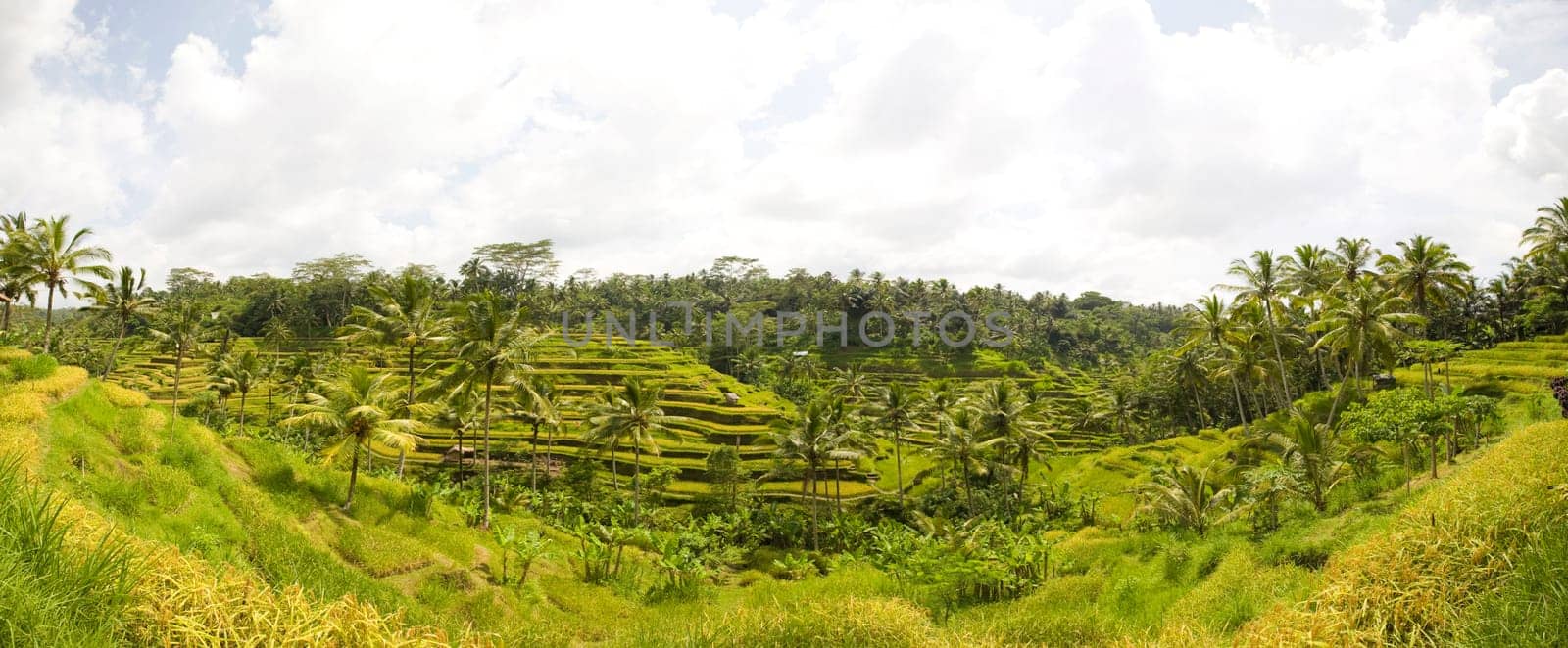 Rice paddies near Ubud in Bali, Indonesia