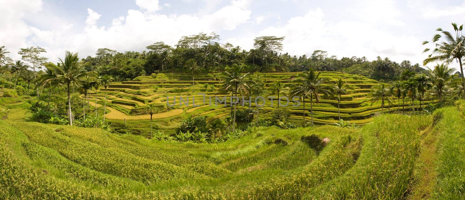 Rice paddies near Ubud in Bali, Indonesia