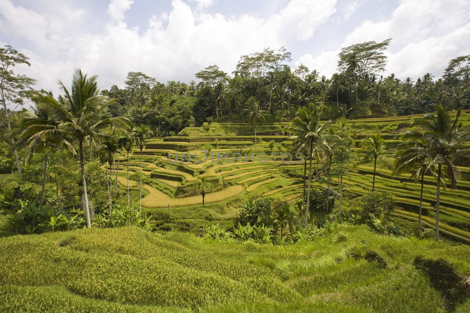 Rice paddies near Ubud in Bali, Indonesia