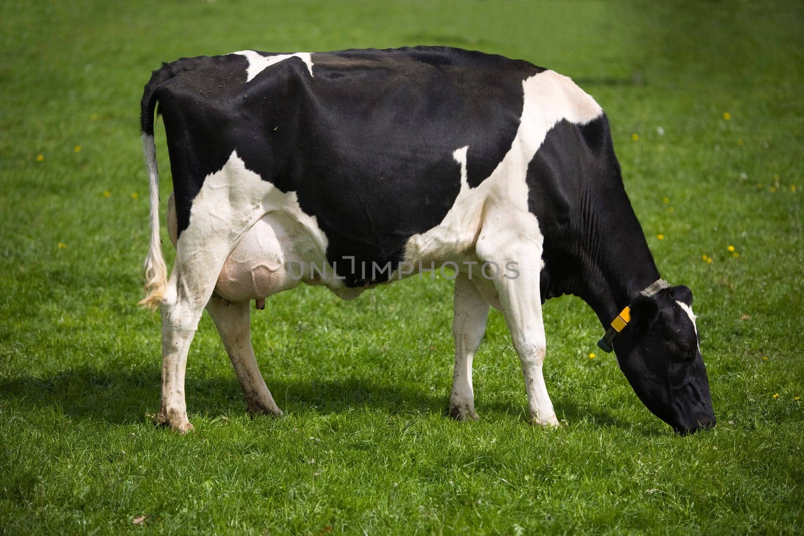 Dutch cow in the meadow