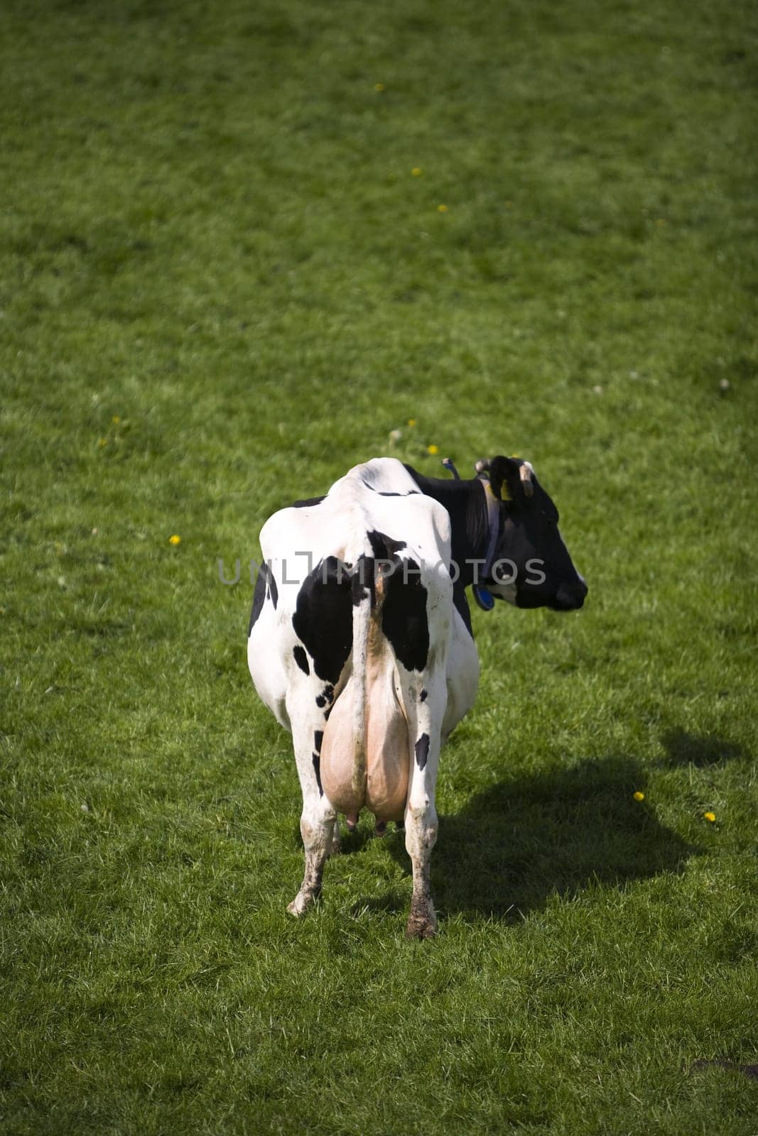 Dutch cow in the meadow