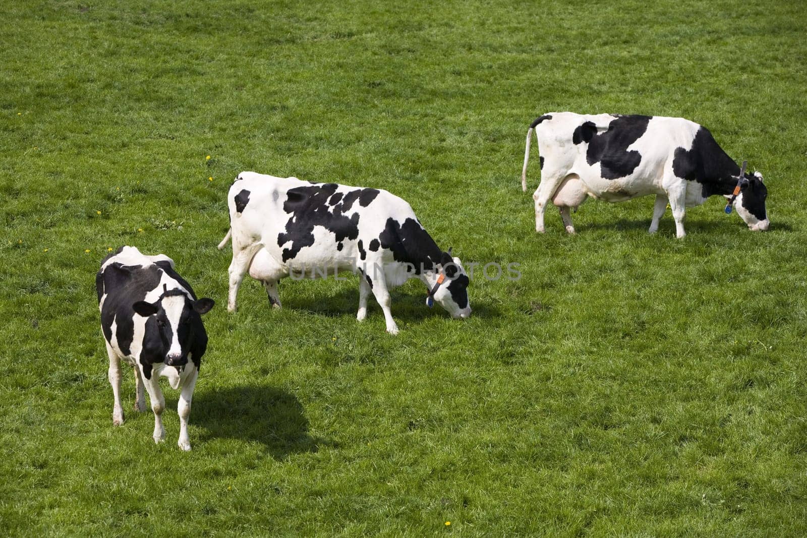 Dutch cows in the meadow
