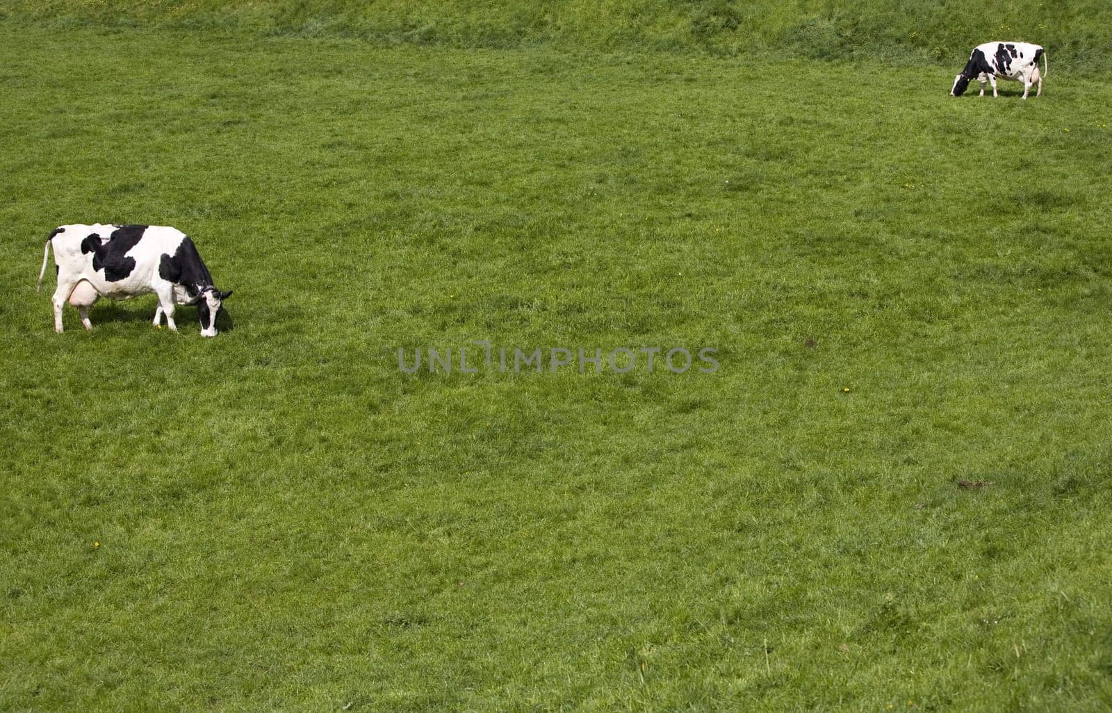 Dutch cows in the meadow