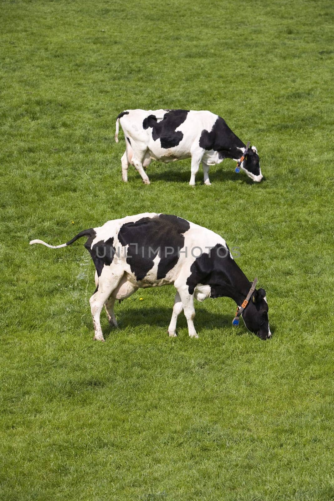 Dutch cows in the meadow
