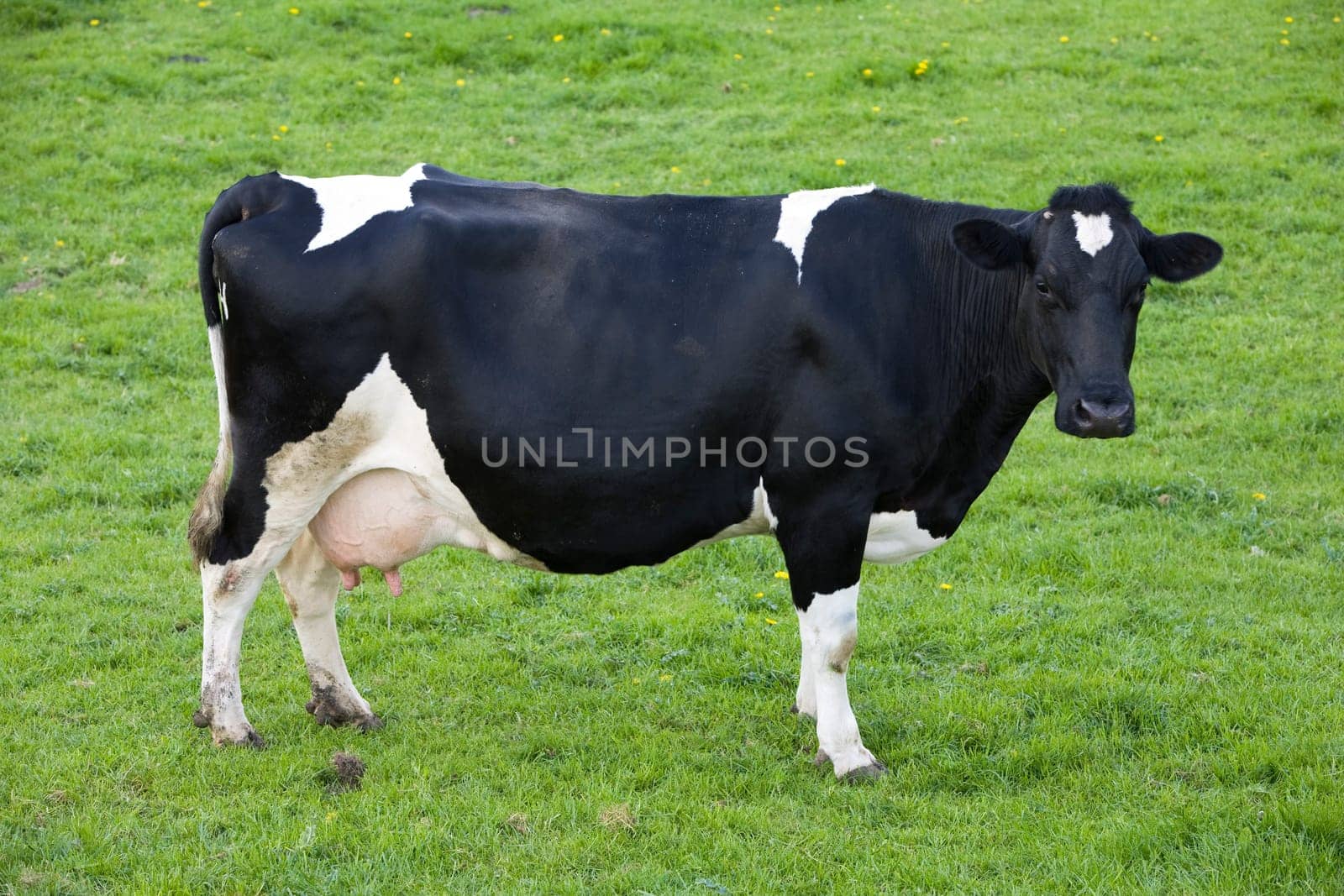Dutch cow in the meadow