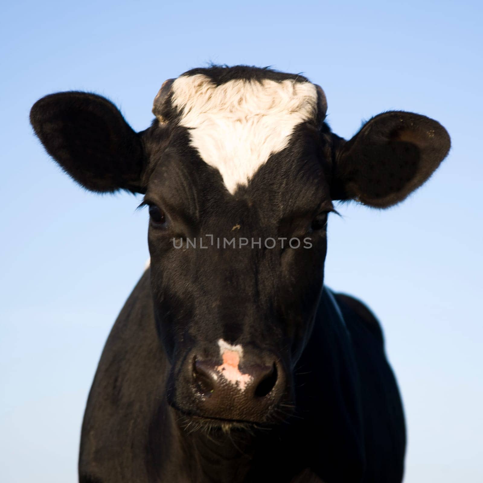 Dutch cow in the meadow