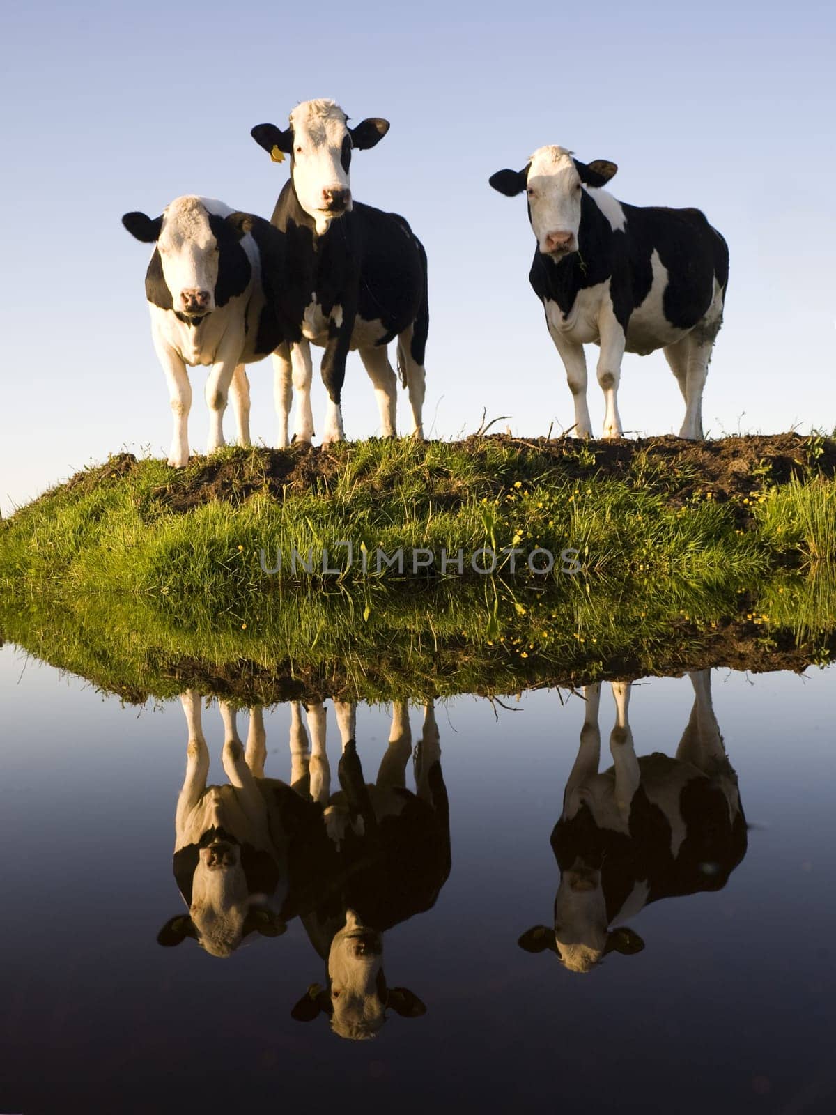 Dutch cows in the meadow
