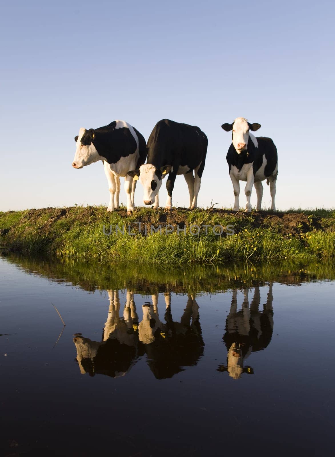 Dutch cows in the meadow