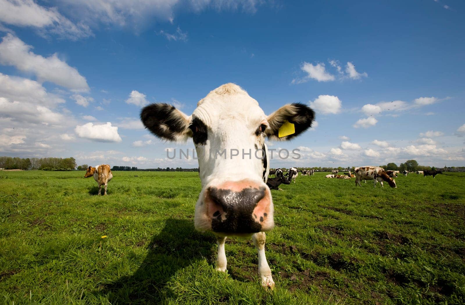 Portrait of a Dutch cow