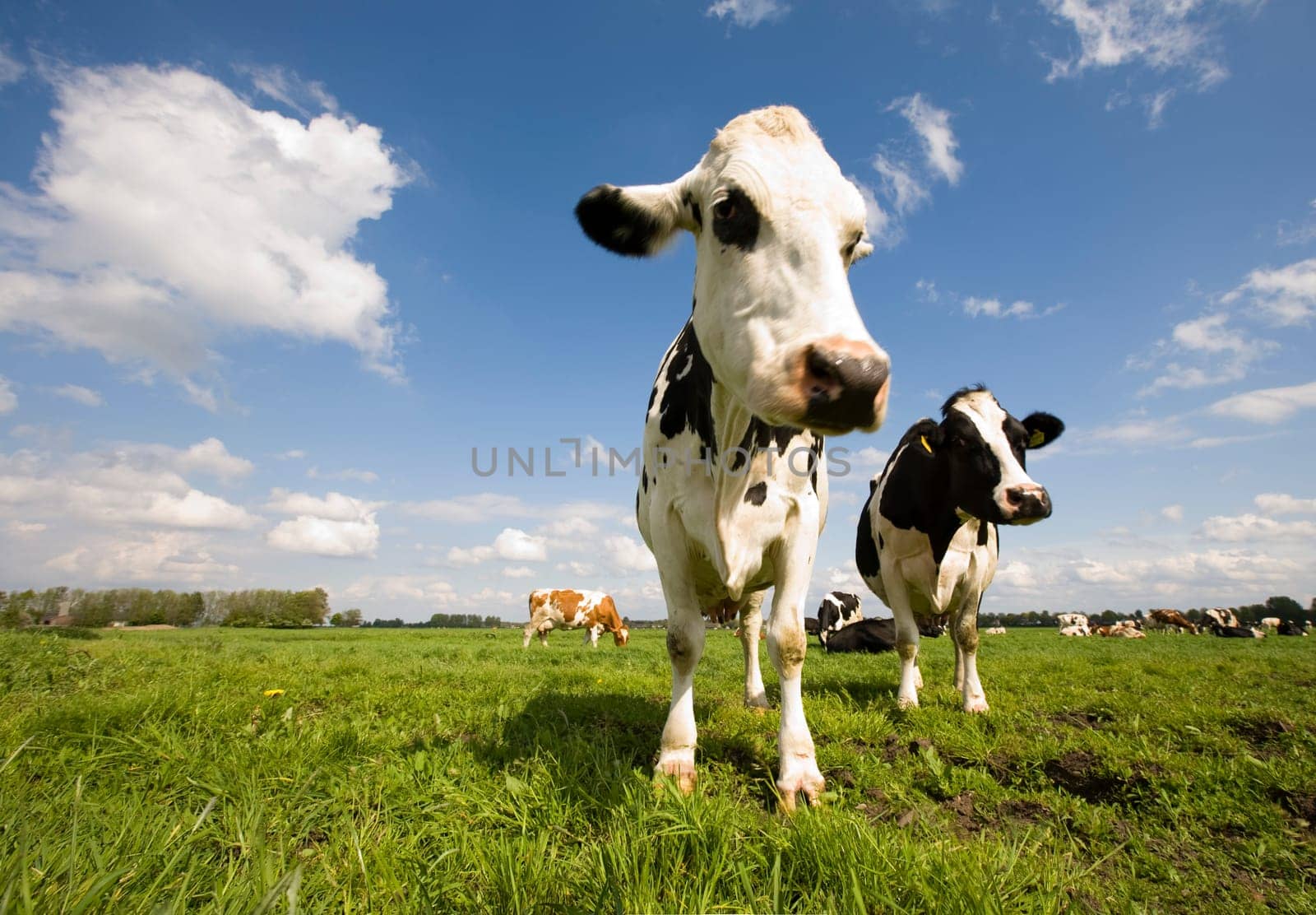 Portrait of a Dutch cow
