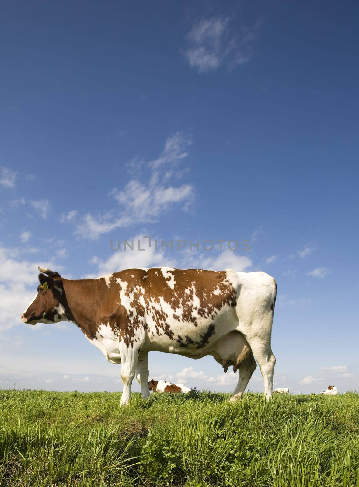 Portrait of a Dutch cow