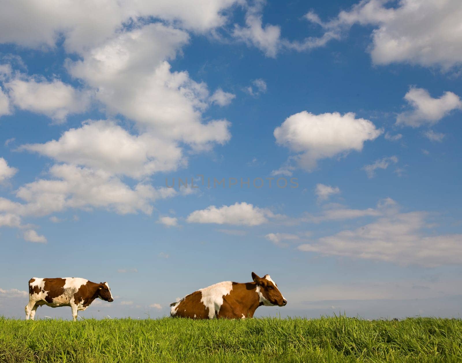 Portrait of a Dutch cow
