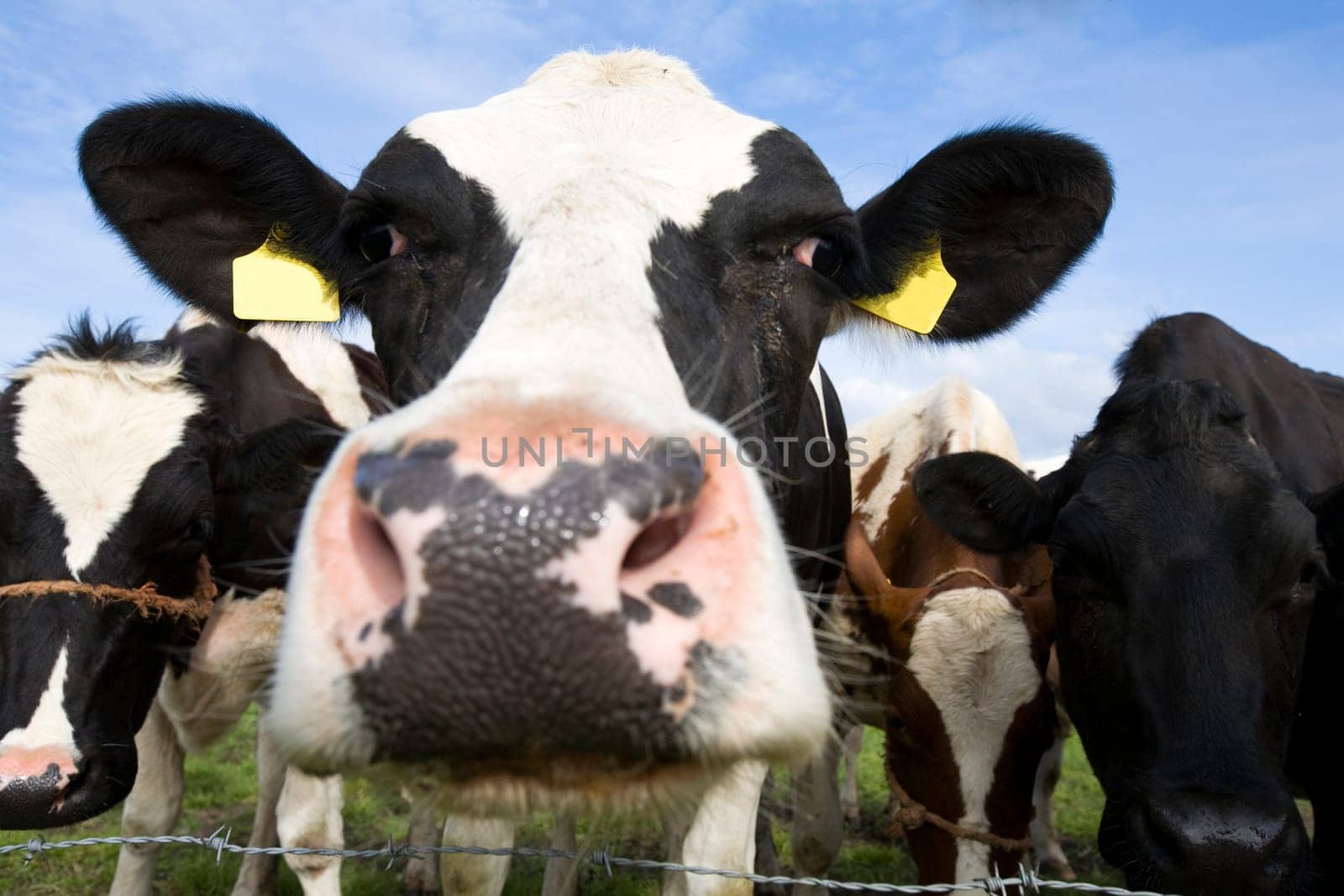 Dutch cows in the meadow