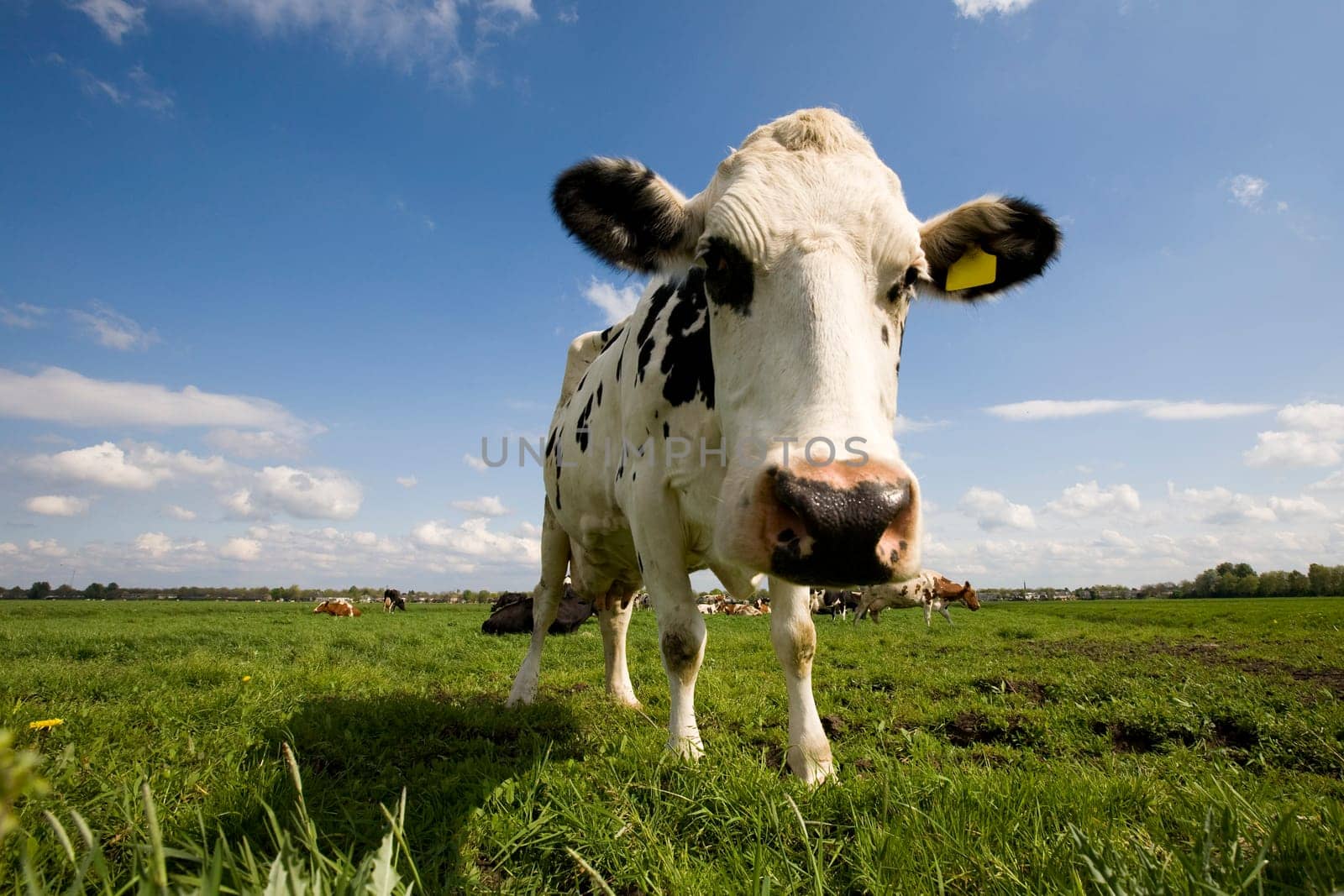Portrait of a Dutch cow
