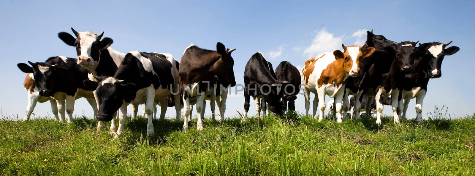 Dutch cows in the meadow