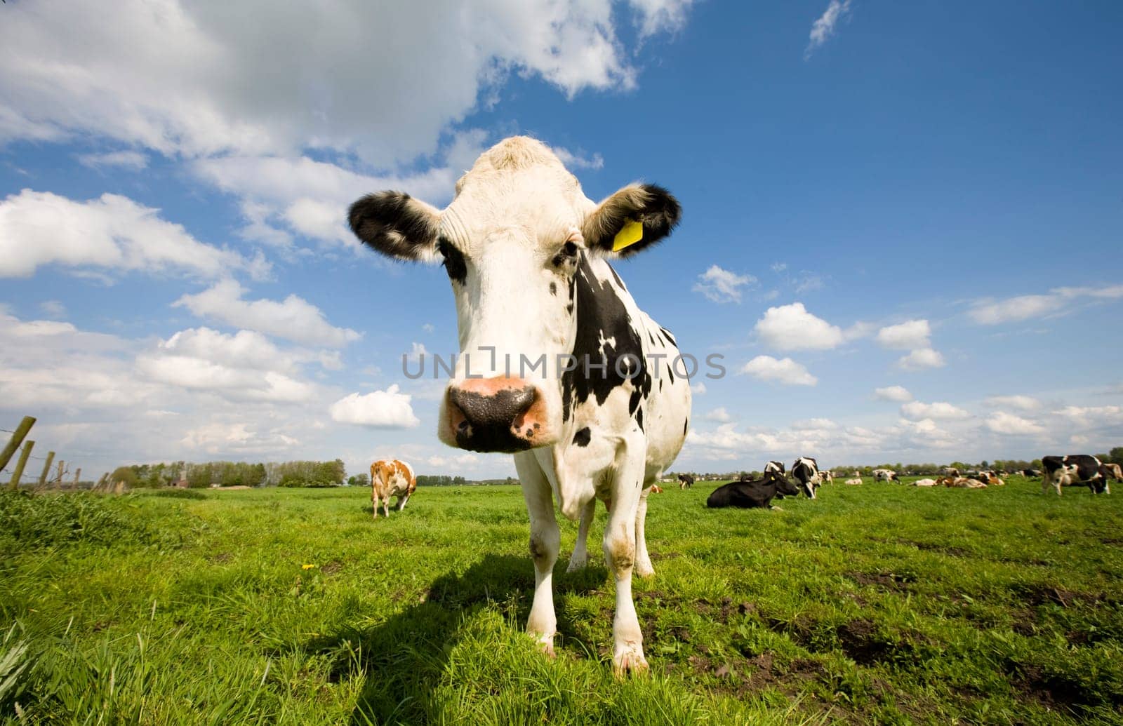 Portrait of a Dutch cow