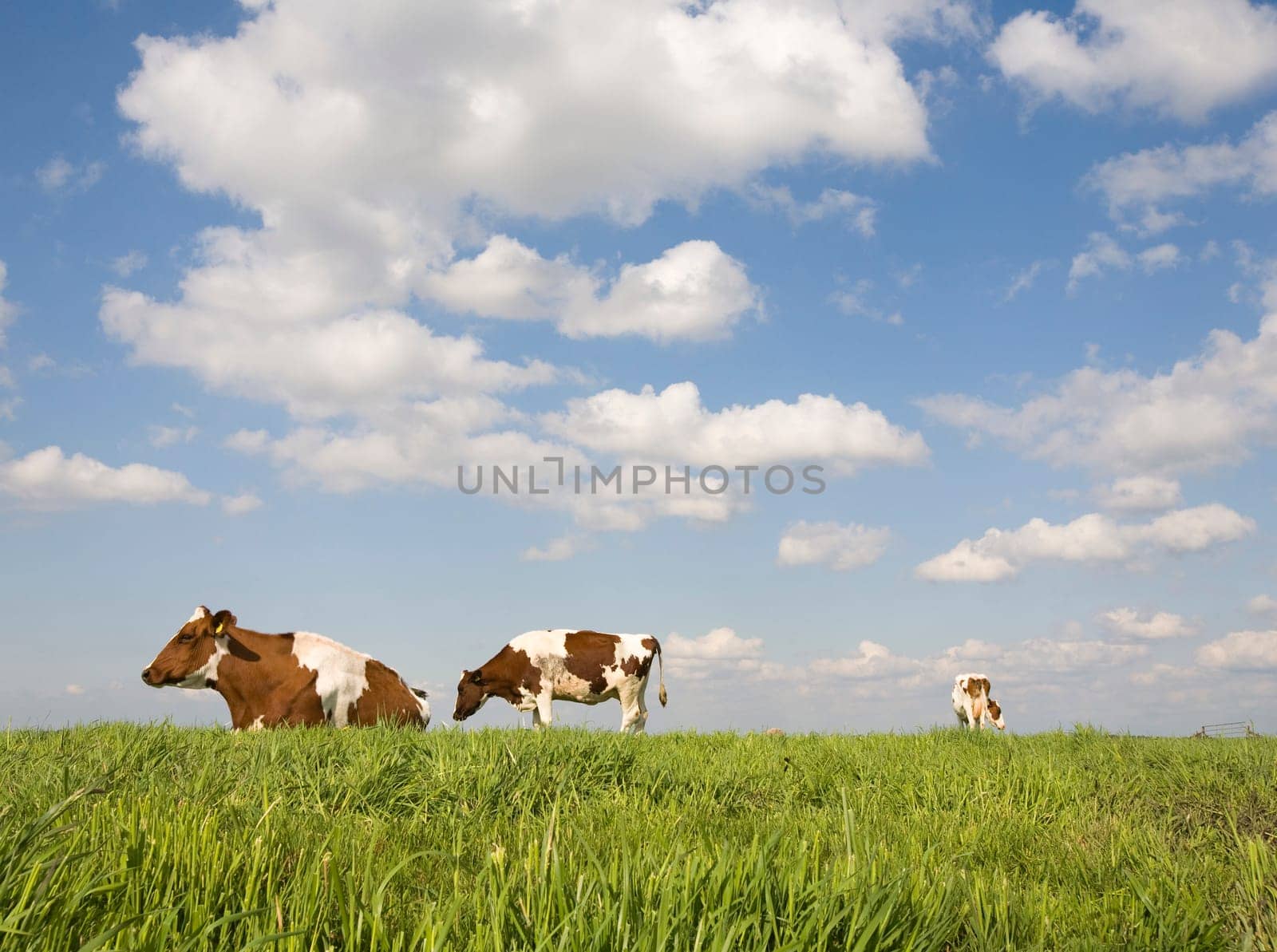 Portrait of a Dutch cow
